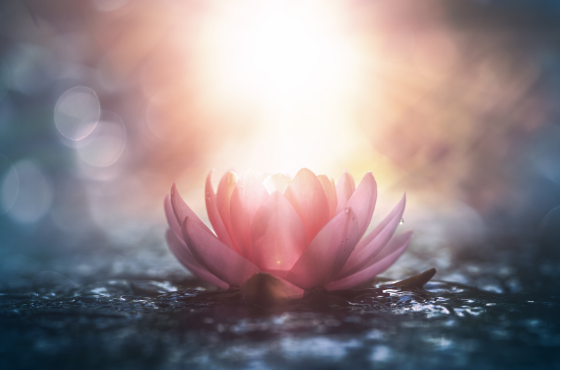 Neuro-Somatic Hormonal Energy Coaching